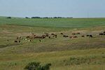 Сlipart cow field pasture cattle farm photo  BillionPhotos