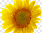 Сlipart Sunflower Plant Single Flower Isolated Flower Bed photo cut out BillionPhotos