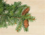 Сlipart Pine Branch Pine Cone Pine Tree Christmas   BillionPhotos