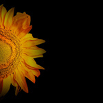 Сlipart antique art background beautiful black   BillionPhotos