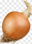 Сlipart Onion Vegetable Food White Ingredient photo cut out BillionPhotos