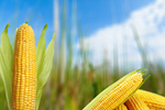 Сlipart corn plant food sky summer   BillionPhotos