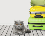 Сlipart luggage pet journey tourist cat   BillionPhotos