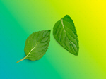 Сlipart mint white element leaves aroma   BillionPhotos