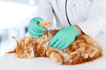 Сlipart pet cat sick care vet   BillionPhotos