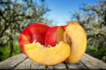 Сlipart Still Life Fruit Peach Freshness Portion   BillionPhotos