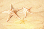 Сlipart animal asterias rubens background beach brown   BillionPhotos