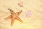 Сlipart animal asterias rubens background beach brown   BillionPhotos