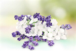 Сlipart flower bunch white apothecary isolated decoration   BillionPhotos