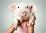 Сlipart farm piglet pig smile snout   BillionPhotos