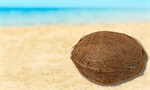 Сlipart Coconut Fruit Coco Tropical Climate Single Object   BillionPhotos