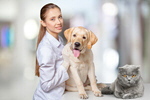 Сlipart dog cat healthcare veterinary animal   BillionPhotos
