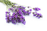 Сlipart Lavender Lavender Coloured Isolated Flower Single Flower photo  BillionPhotos