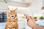 Сlipart cat discipline pet point behavioral   BillionPhotos