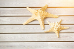 Сlipart starfish animal concept conceptual design   BillionPhotos