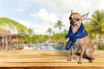 Сlipart Dog Humor Summer Chihuahua Spring   BillionPhotos