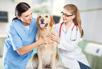 Сlipart veterinarian owner vet pet smile   BillionPhotos
