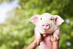 Сlipart farm piglet pig smile snout   BillionPhotos