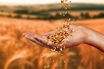 Сlipart wheat field hand cereal threshing   BillionPhotos