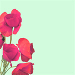 Сlipart Poppy Corn Poppy Red Flower Close-up   BillionPhotos