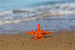 Сlipart Beach Caribbean Starfish Sand Close-up photo  BillionPhotos