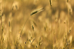 Сlipart wheat field harvest background agriculture photo  BillionPhotos