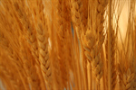 Сlipart Wheat Field Farm Crop Summer photo  BillionPhotos