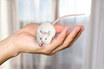 Сlipart mouse pet fur mice arm   BillionPhotos