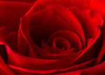 Сlipart Valentine's Day Rose Red Day Mother photo  BillionPhotos