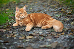 Сlipart cute feline horizontal curiosity gait   BillionPhotos