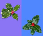 Сlipart holly christmas decoration beautiful berry   BillionPhotos
