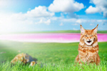 Сlipart tongue adorable amusing background beautiful   BillionPhotos