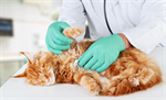 Сlipart pet cat sick care vet   BillionPhotos