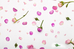 Сlipart flower rose petals background table photo  BillionPhotos