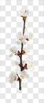 Сlipart Spring flowers spring tree almond bloom photo cut out BillionPhotos