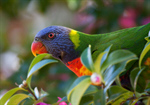 Сlipart Parrot Bird Lorikeet Pets Parakeet photo free BillionPhotos