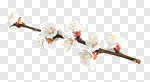 Сlipart Spring flowers spring tree almond bloom photo cut out BillionPhotos