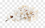 Сlipart Spring flowers spring tree almond bloom photo cut out BillionPhotos