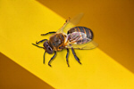 Сlipart bee top honeybee view worker   BillionPhotos
