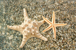 Сlipart animal asterias rubens background beach brown   BillionPhotos