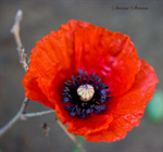 Сlipart Poppy Corn Poppy Red Single Flower Plant photo free BillionPhotos