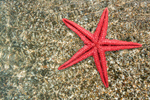 Сlipart animal asterias rubens background beach brown   BillionPhotos