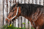 Сlipart fur black profile pets horse   BillionPhotos