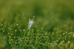 Сlipart buckwheat field flower background food photo  BillionPhotos