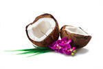 Сlipart Coconut Tropical Climate Flower Single Flower Leaf photo  BillionPhotos