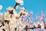 Сlipart cherry flower orchard sweet nature   BillionPhotos