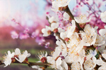 Сlipart cherry flower orchard sweet nature   BillionPhotos