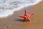Сlipart Beach Starfish Summer Shell Vacations photo  BillionPhotos