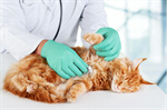 Сlipart pet cat sick care vet   BillionPhotos