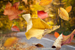 Сlipart forest leaf fall leaves tree   BillionPhotos